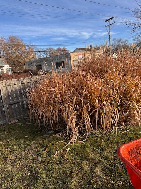 Tall tan ornamental grass beside a wooden fence in a backyard under a blue sky