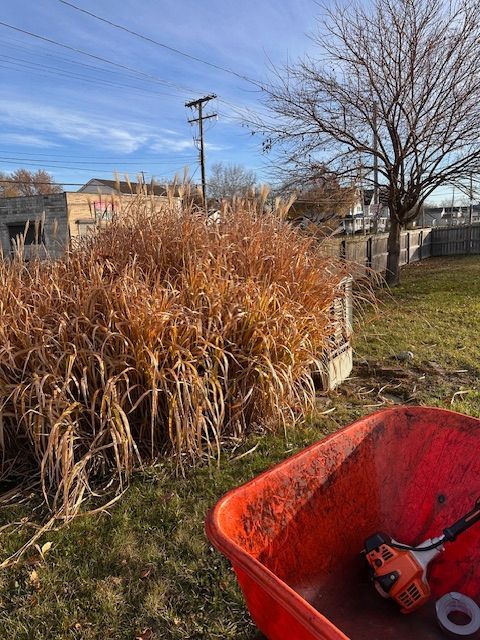 Red wheelbarrow with tools beside tall dried grass in a yard under a clear blue sky