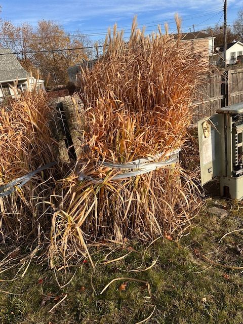 Bundled dried ornamental grass leaning against a fence in a sunny yard