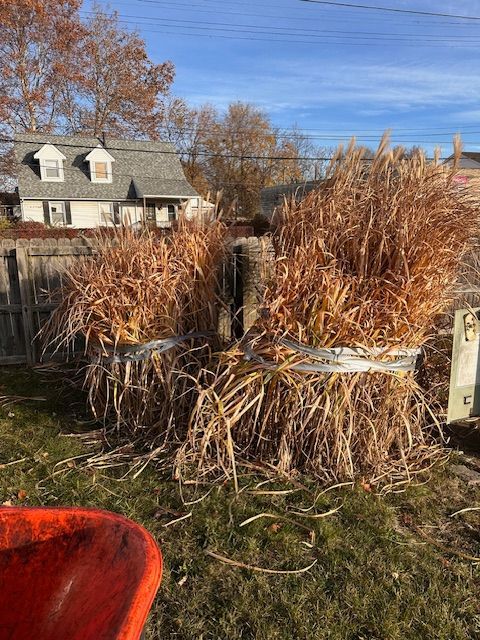 Baled ornamental grasses in a yard, with a house and autumn trees in the background.