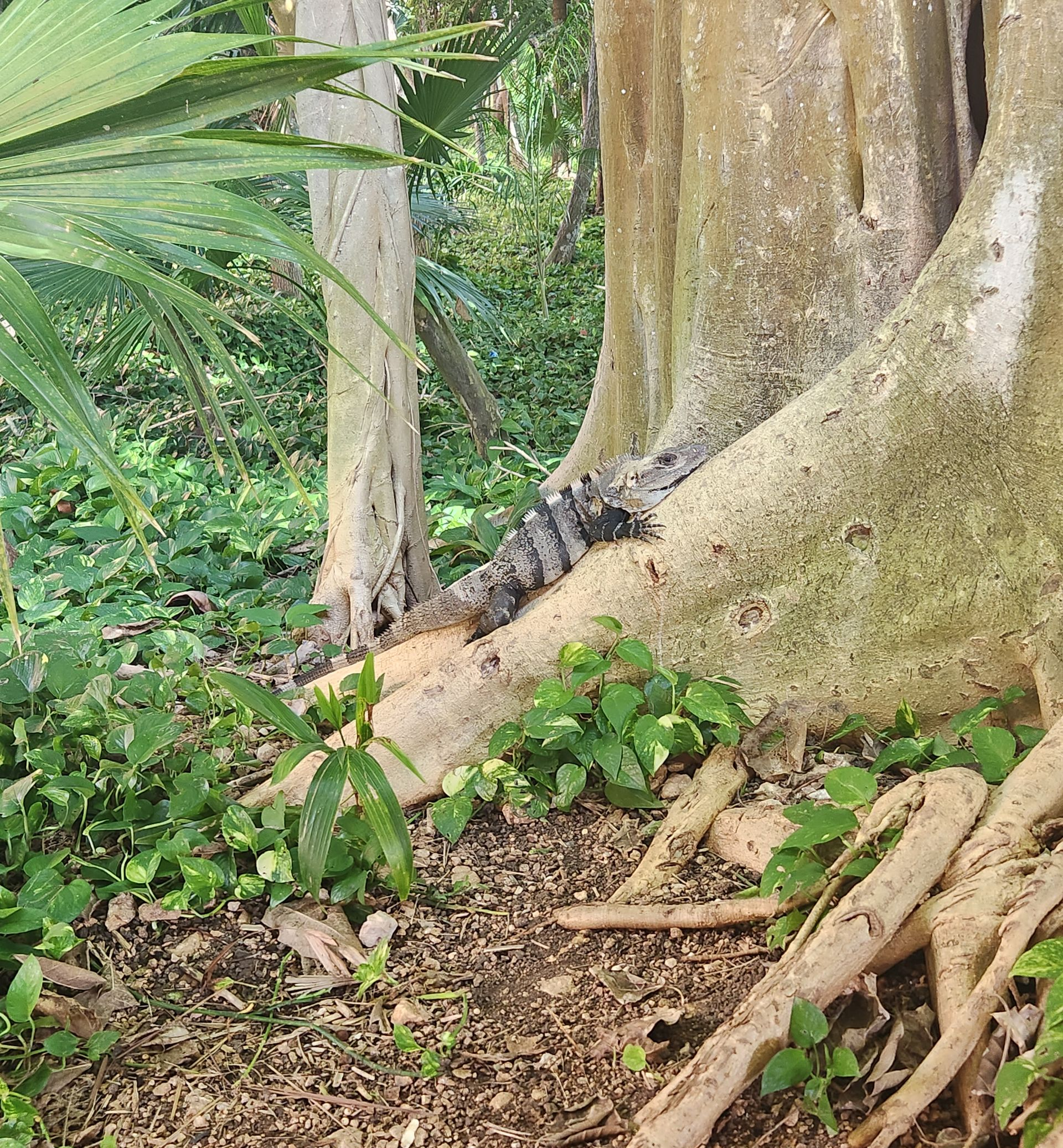 A small, dark alligator rests on the exposed, light-colored roots of a large tree in a forest setting.