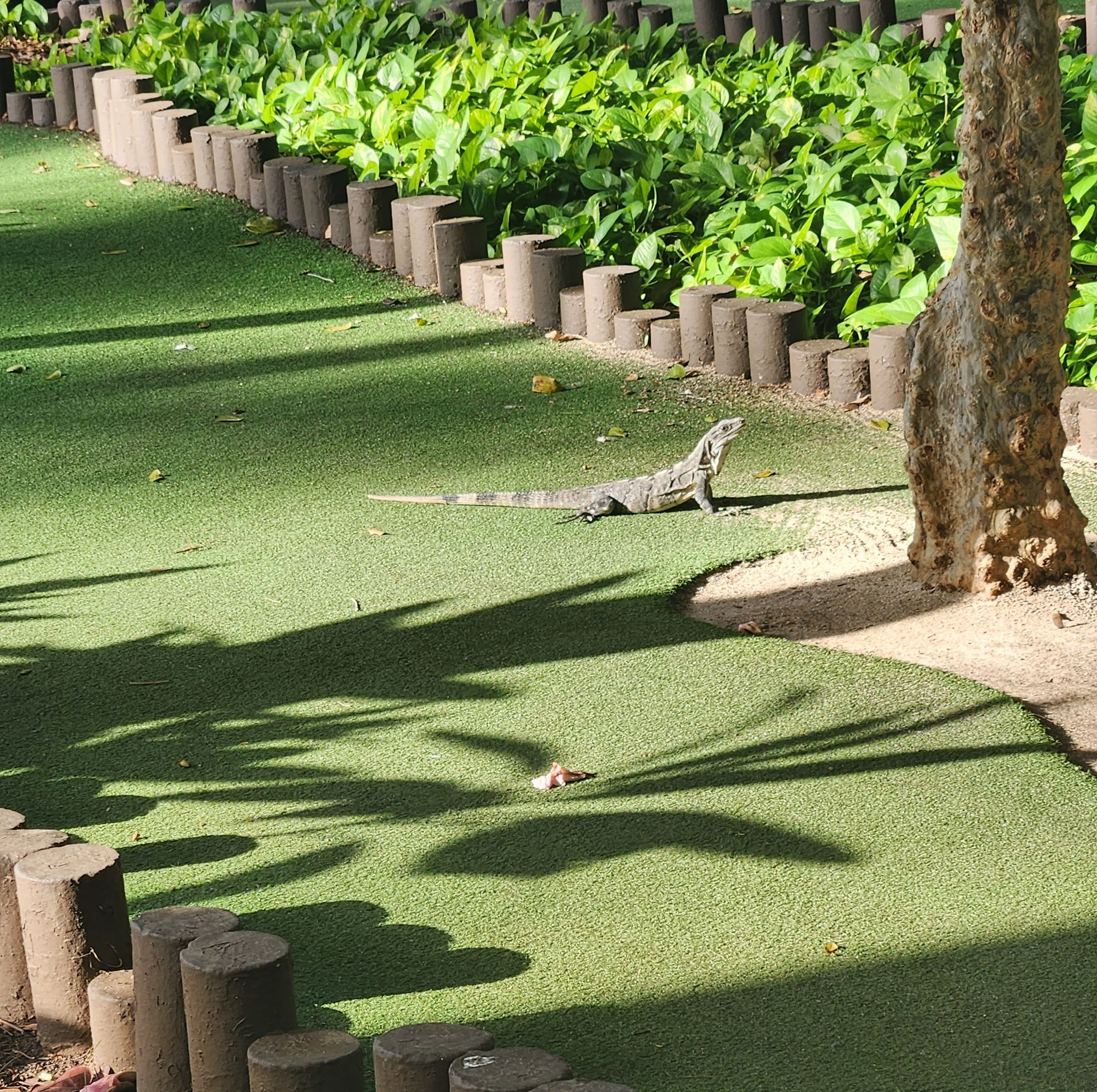 An iguana rests on a patch of artificial green grass next to a tree, bordered by small wooden posts and green foliage.