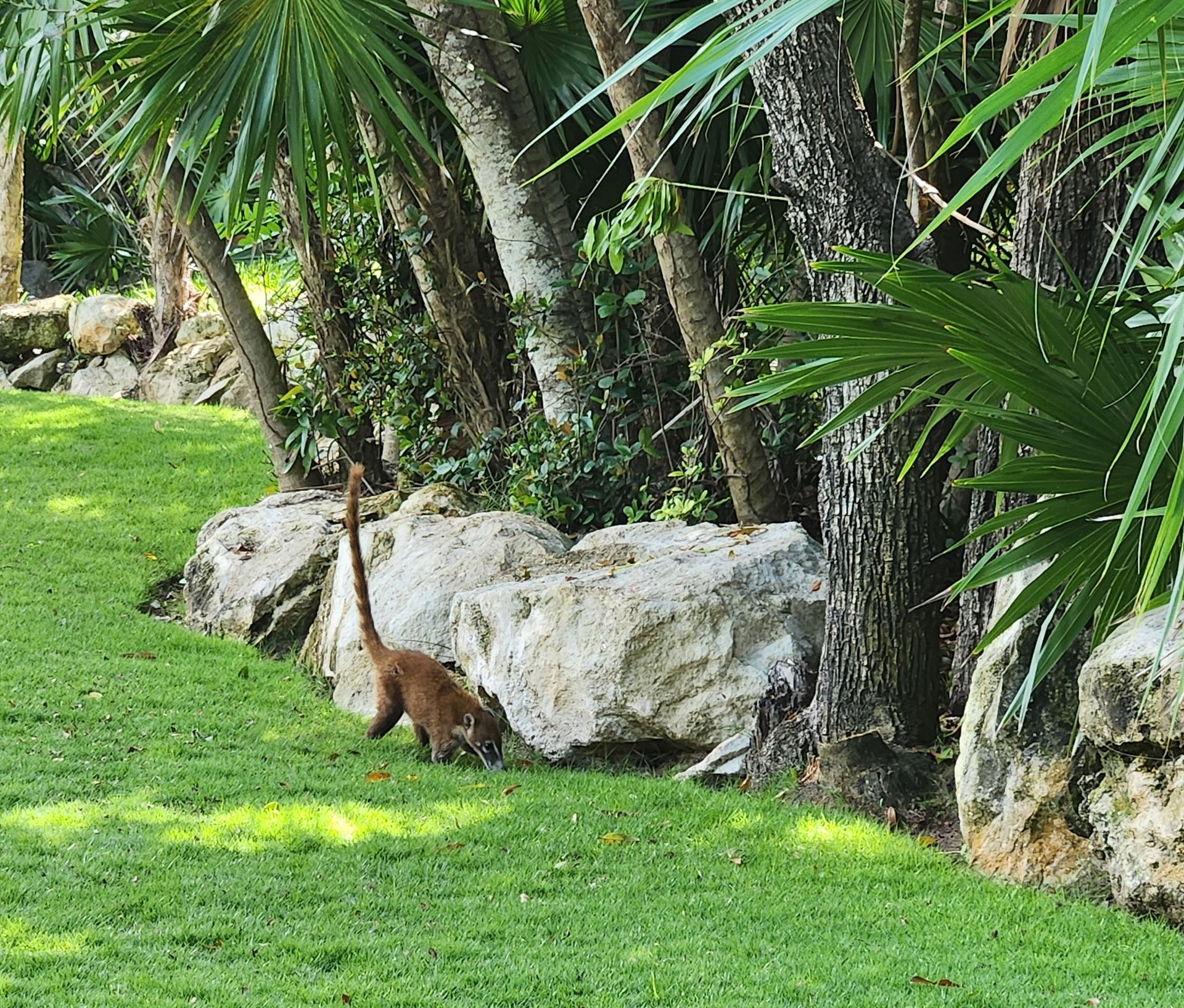 A brown coati with a long, upright tail foraging on green grass in front of large rocks and palm trees.