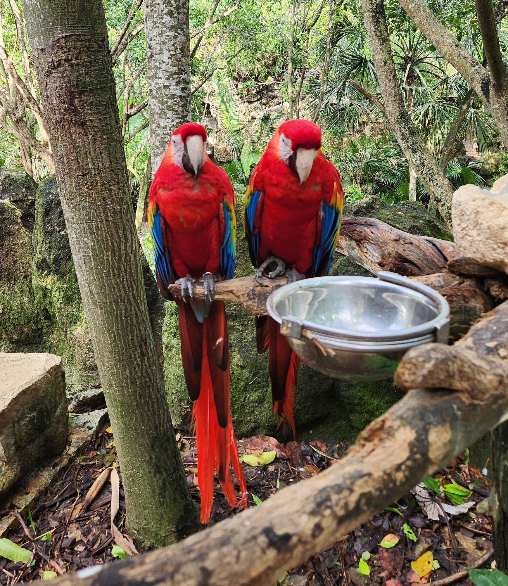 Two bright red macaws with blue and yellow wing feathers perch on a branch next to a metal feeding bowl.