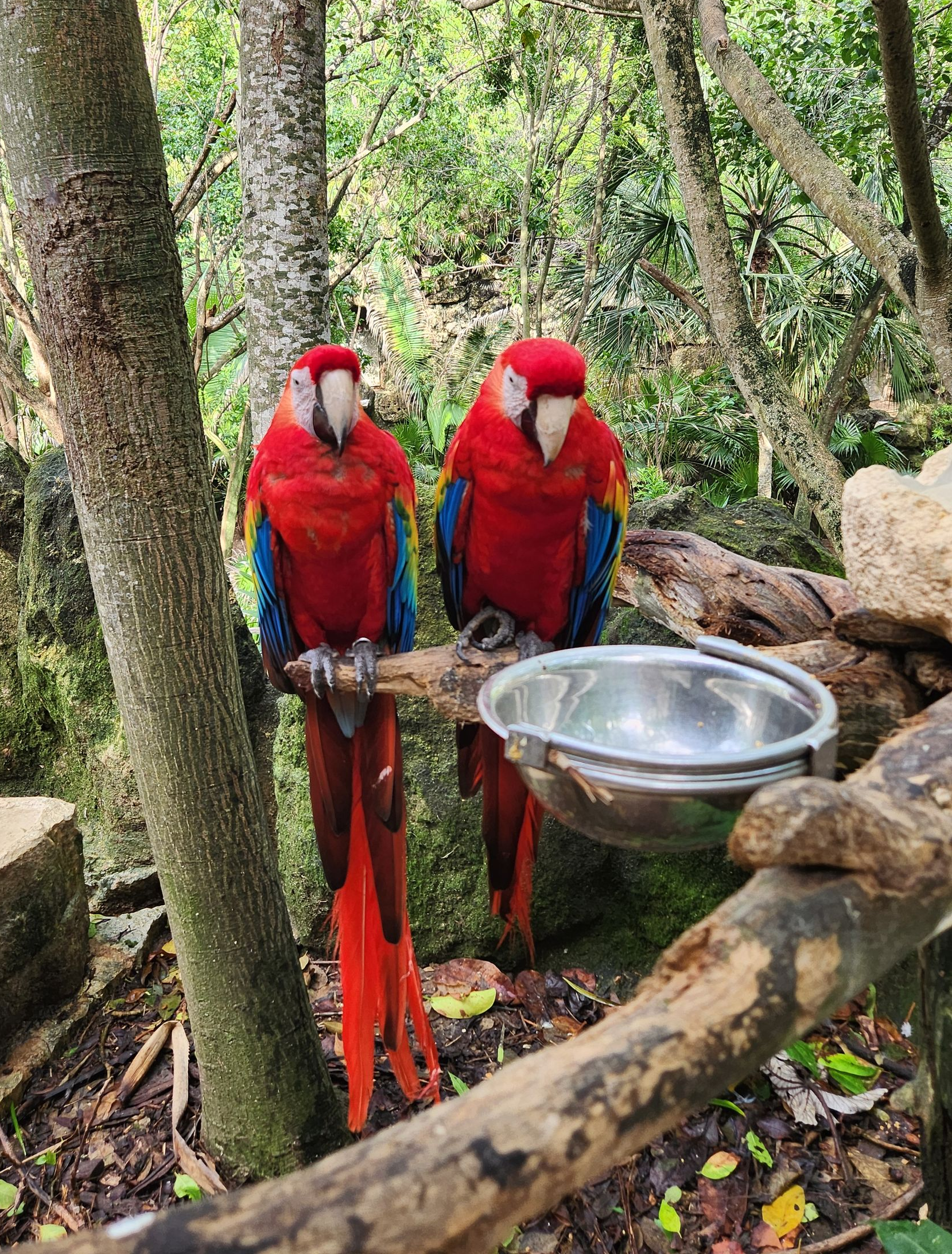 Two scarlet macaws with bright red, yellow, and blue feathers sit on a tree branch next to a metal food bowl.