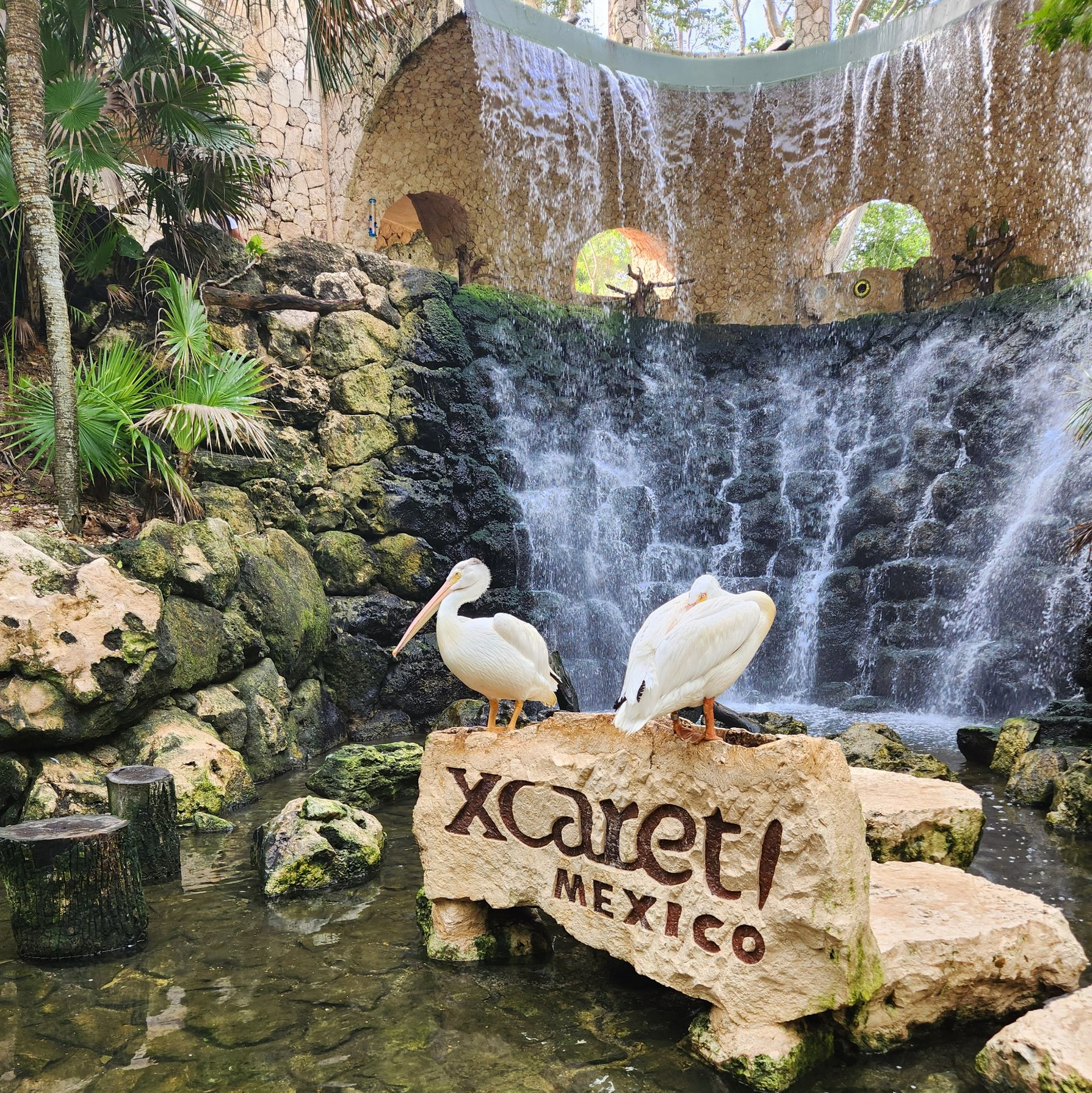 Two white pelicans perched on a stone sign reading