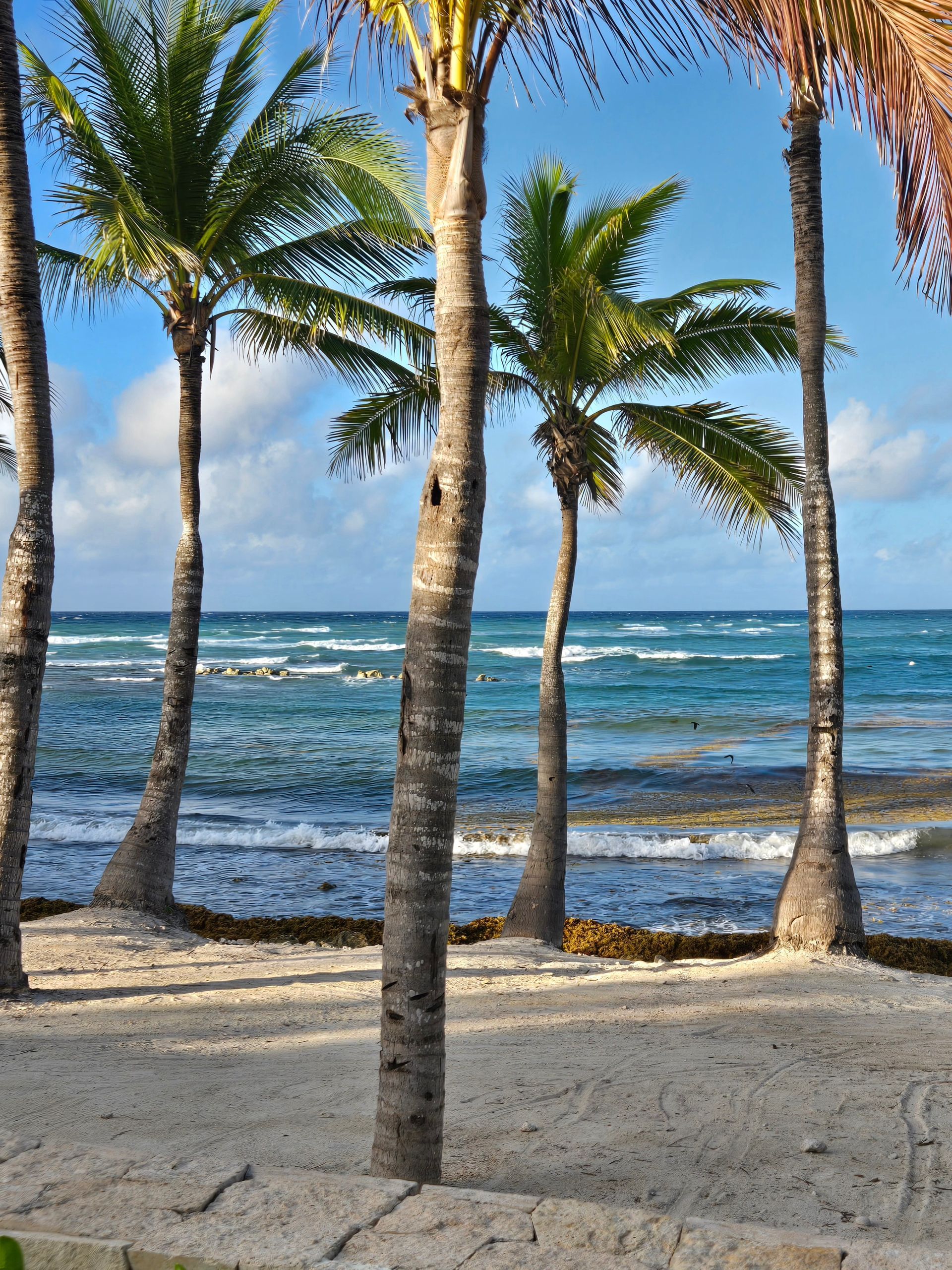 Several palm trees line a sandy beach overlooking the turquoise ocean under a bright blue sky.