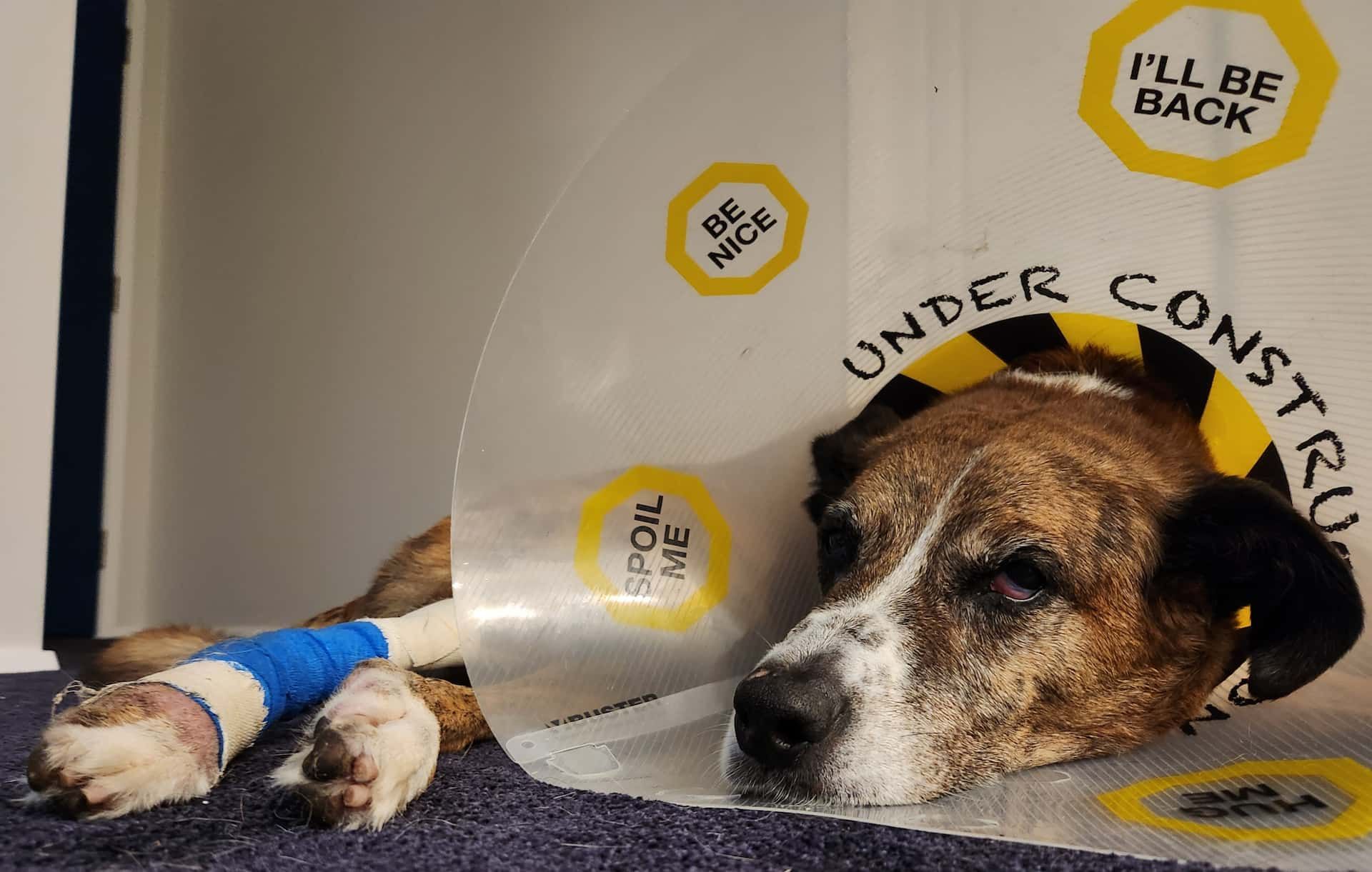A Dog Wearing a Cone That Says Under Construction — Kanwal Veterinary Hospital In Kanwal, NSW