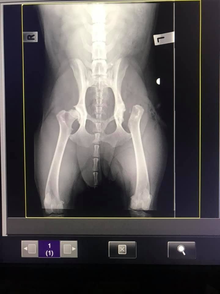 An X-ray of a Dog 's Pelvis and Legs on a Computer Screen — Kanwal Veterinary Hospital In Kanwal, NS