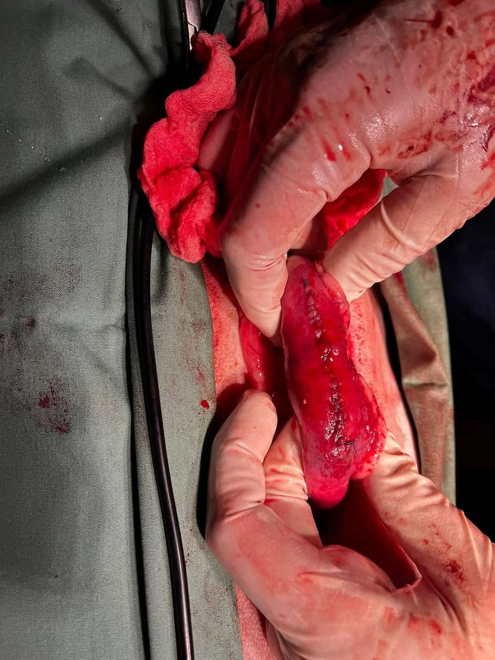 A Surgeon Holding on the Internal Part of an Animal — Kanwal Veterinary Hospital In Kanwal, NSW