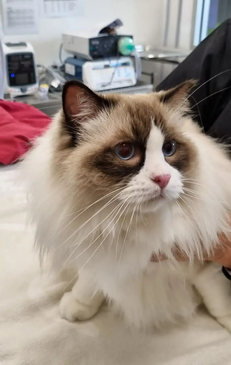 A Brown and White Cat is Sitting on a Bed — Kanwal Veterinary Hospital In Kanwal, NSW