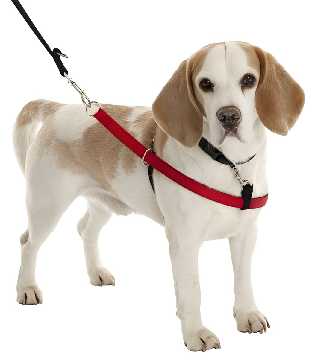 A Brown and White Dog Wearing a Red Leash — Kanwal Veterinary Hospital In Kanwal, NSW