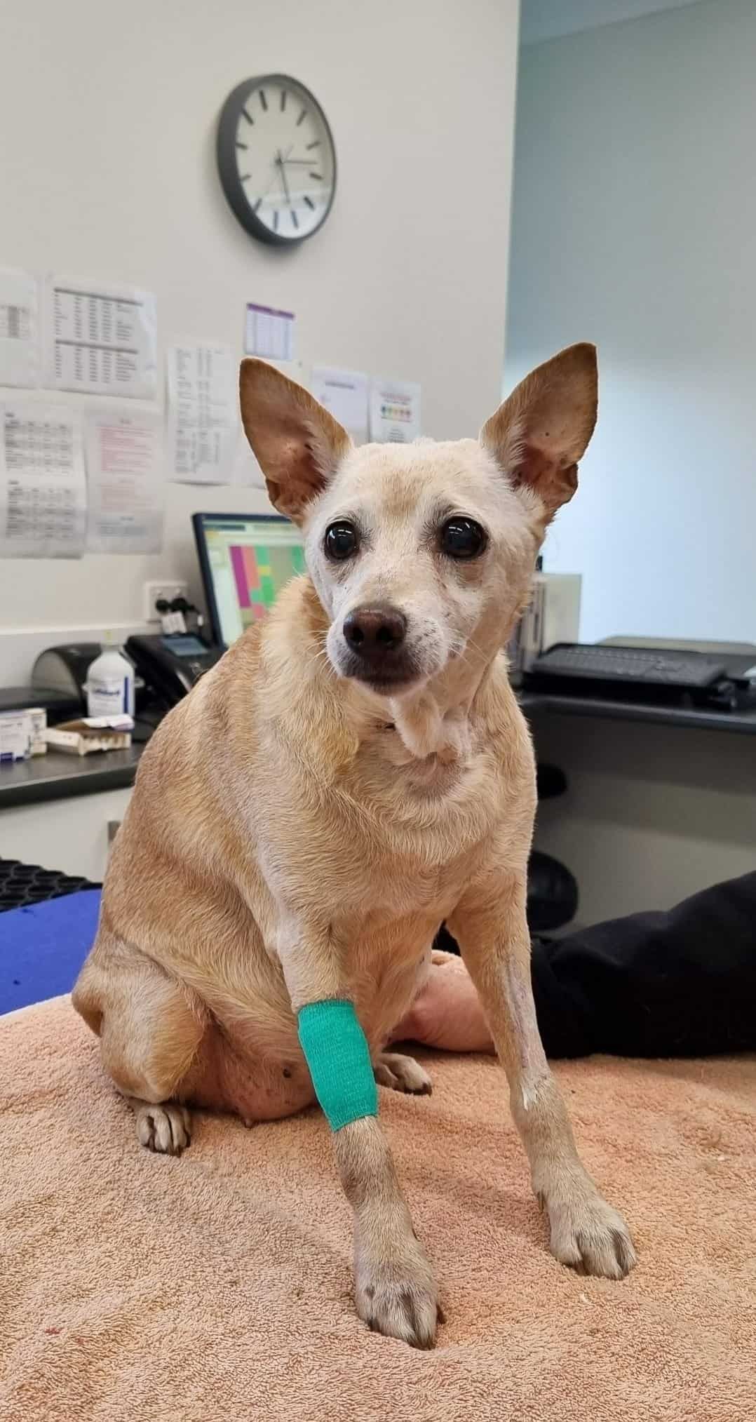 Dog Sitting on Table with Green Bandage on Arm— Kanwal Veterinary Hospital In Kanwal, NSW
