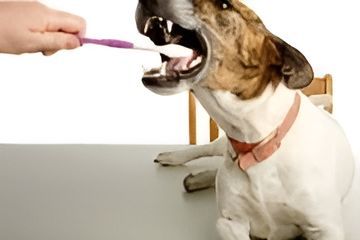 A Person is Brushing a Dog 's Teeth With a Toothbrush — Kanwal Veterinary Hospital In Kanwal, NSW