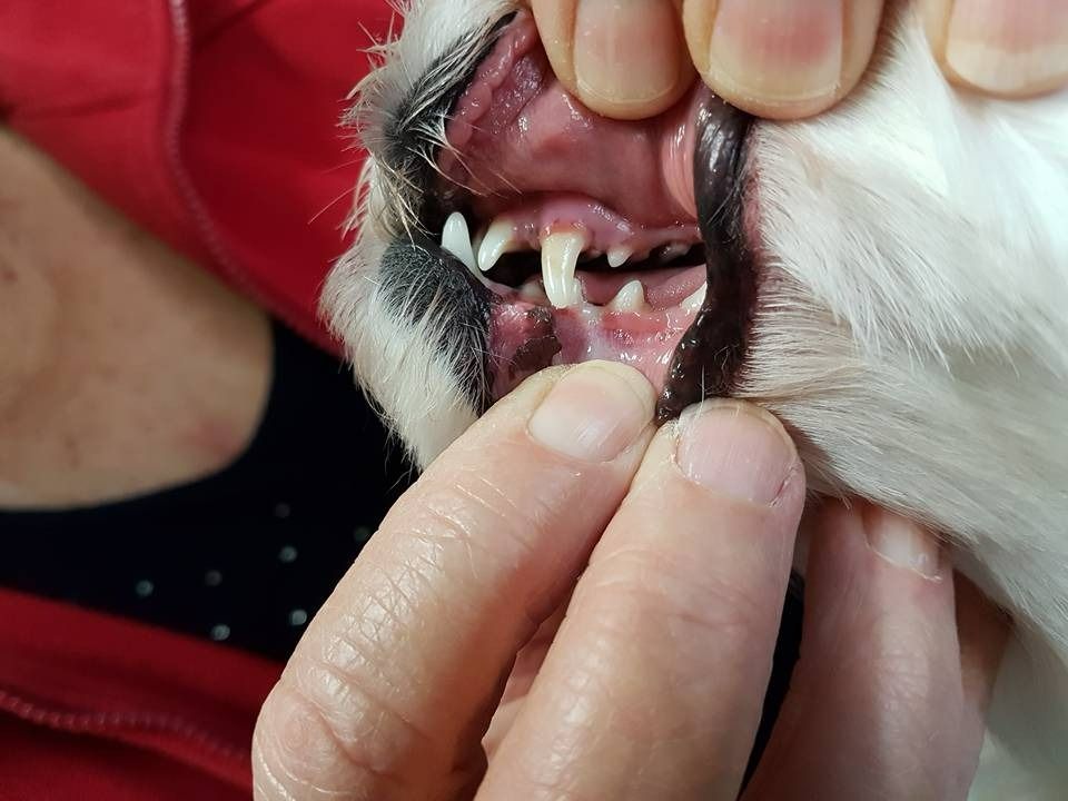 A Person is Examining the Teeth of a Dog — Kanwal Veterinary Hospital In Kanwal, NSW