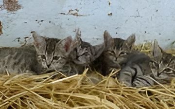 A Group of Kittens Are Laying in a Pile of Hay — Kanwal Veterinary Hospital In Kanwal, NSW
