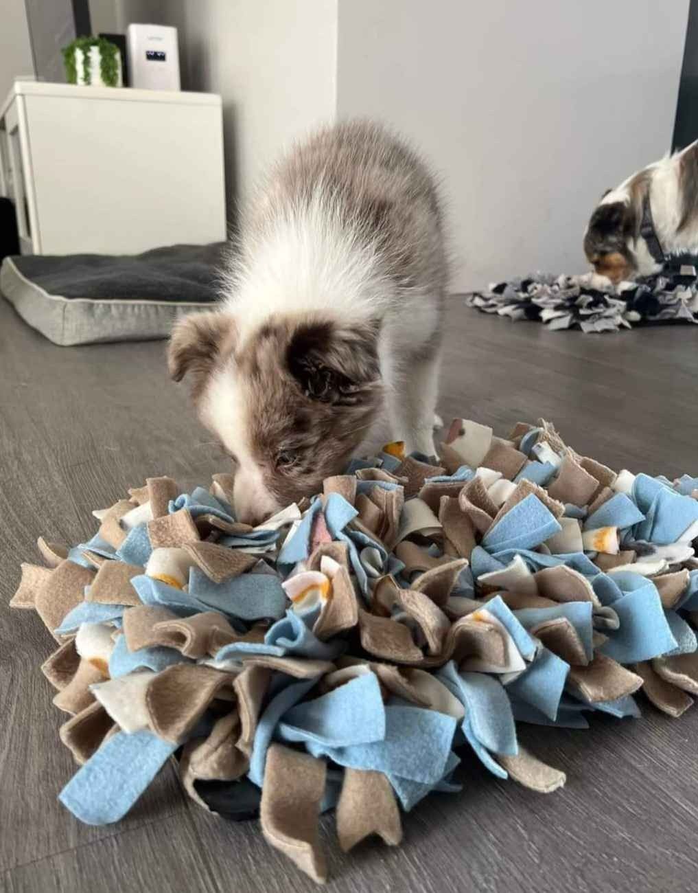 A puppy is playing with a blanket on the floor. — Kanwal Veterinary Hospital In Kanwal, NSW