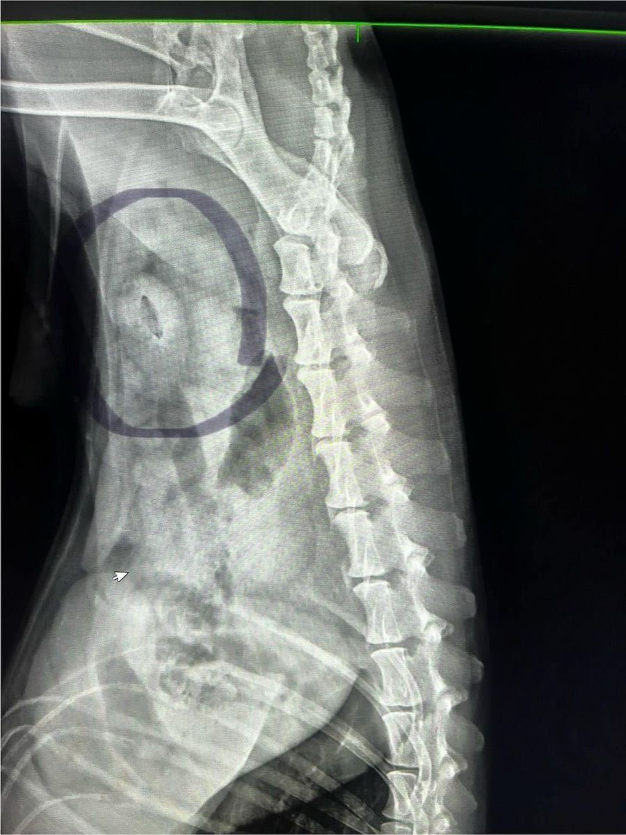 Xray of animal on its side — Kanwal Veterinary Hospital In Kanwal, NSW