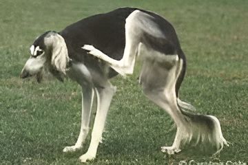 A Dog is Standing on Its Hind Legs in the Grass — Kanwal Veterinary Hospital In Kanwal, NSW