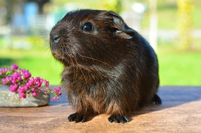 A Black Guinea Pig is Sitting on a Wooden Table — Kanwal Veterinary Hospital In Kanwal, NSW