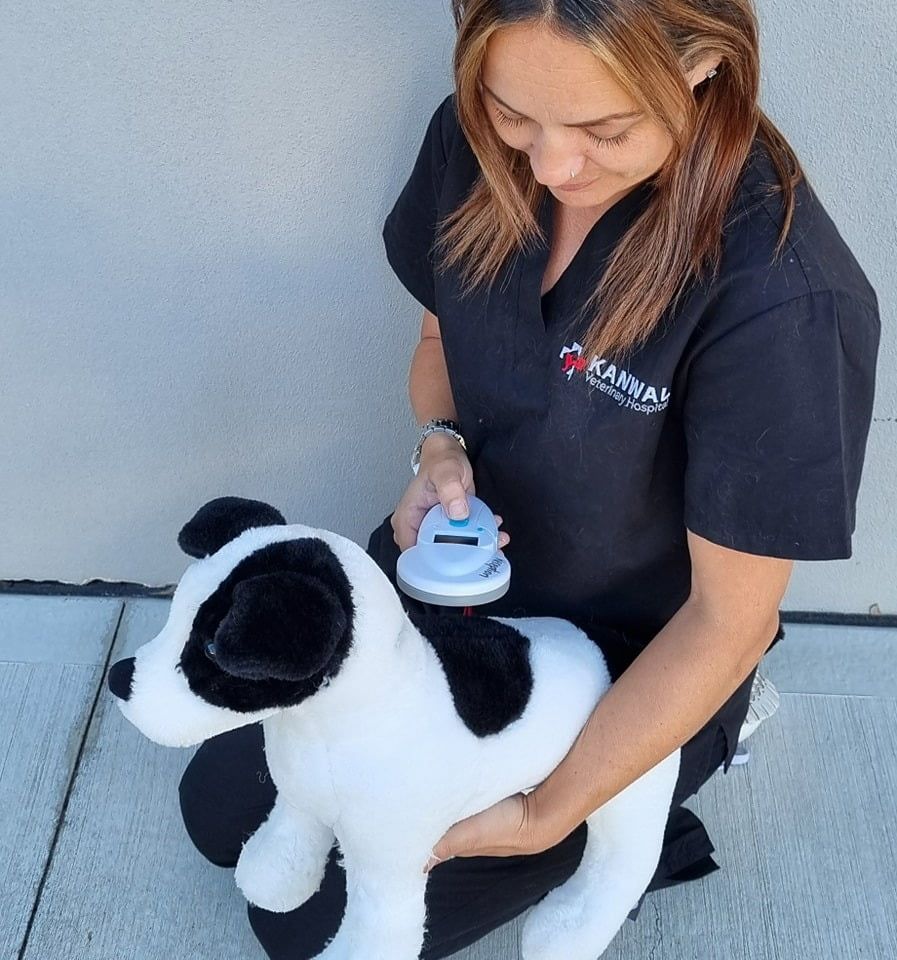 A Woman Wearing a Black Shirt That Says Karnal is Holding a Stuffed Dog — Kanwal Veterinary Hospital In Kanwal, NSW