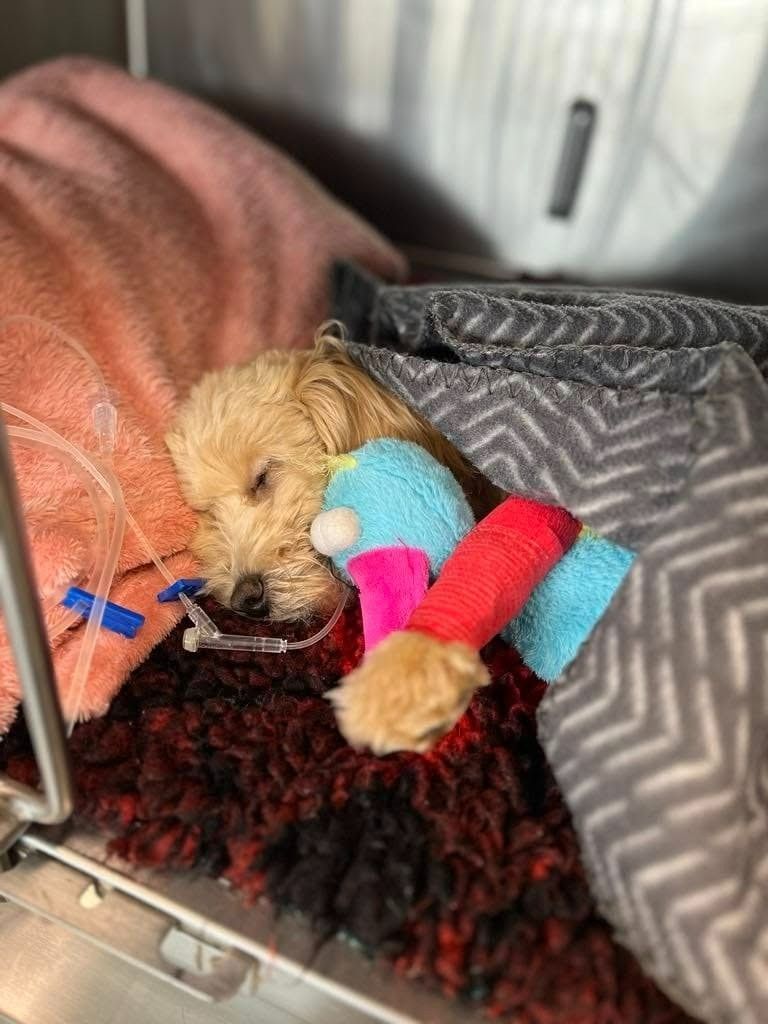 A Small Dog is Laying in a Cage With a Toy — Kanwal Veterinary Hospital In Kanwal, NSW