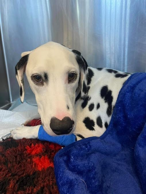 A Dalmatian Dog is Laying on a Blue Blanket — Kanwal Veterinary Hospital In Kanwal, NSW