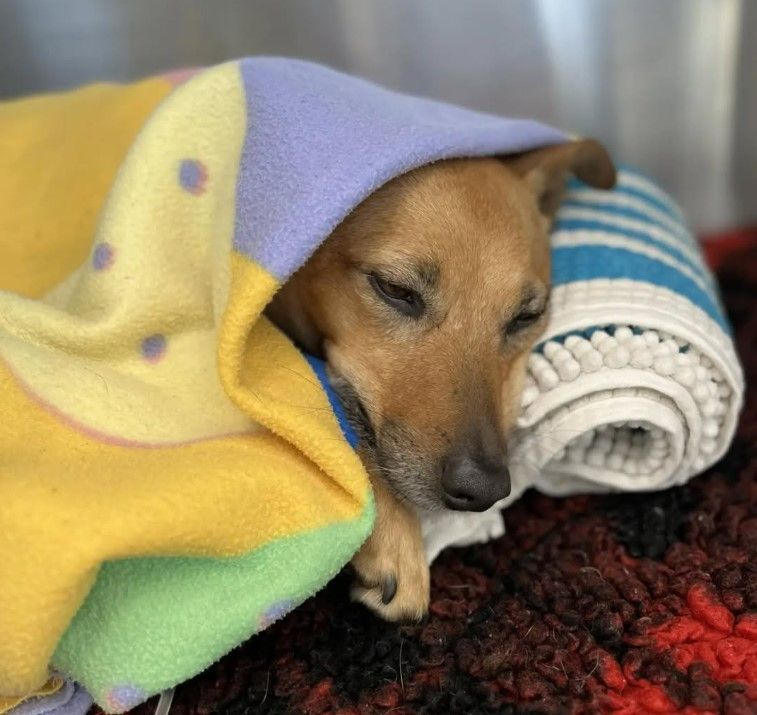 A Dog is Wrapped in a Colorful Blanket — Kanwal Veterinary Hospital In Kanwal, NSW