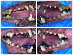 A Close Up of a Brown Dog With Its Mouth Open — Kanwal Veterinary Hospital In Kanwal, NSW