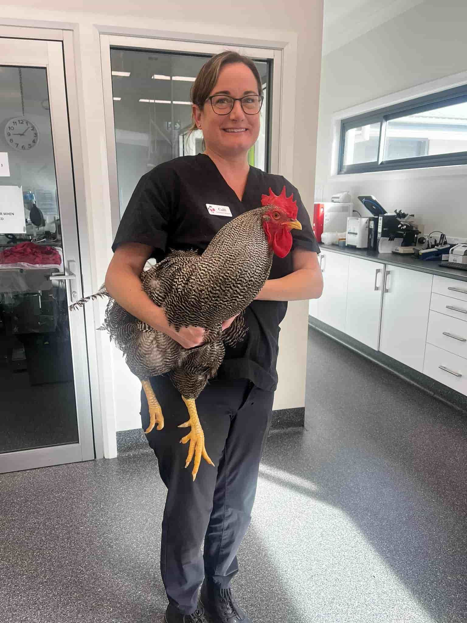 A Woman is Holding a Rooster in a Veterinary Clinic — Kanwal Veterinary Hospital In Kanwal, NSW