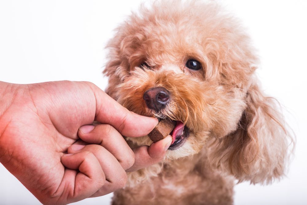 A small brown poodle is eating a treat from a person 's hand. — Kanwal Veterinary Hospital In Kanwal, NSW