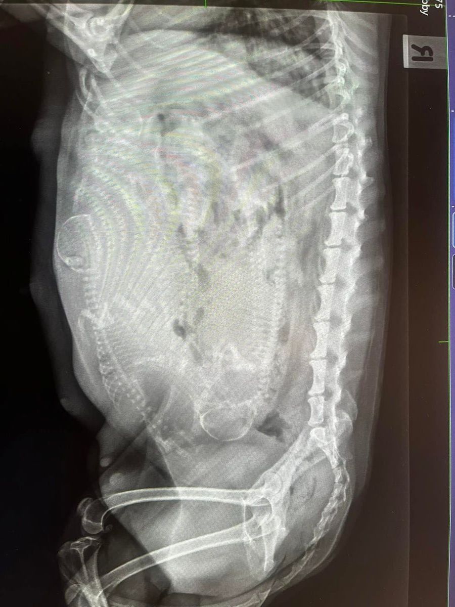 An X-ray of a Dog's Stomach and Chest — Kanwal Veterinary Hospital In Kanwal, NSW