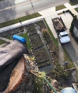 Man wearing safety gear cutting a tree trunk with a chainsaw in a garden.