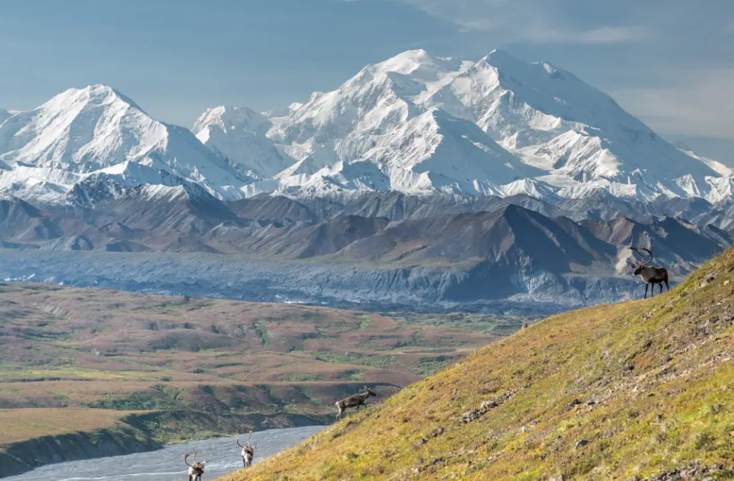Holland America signature ultimate denali cruisetour