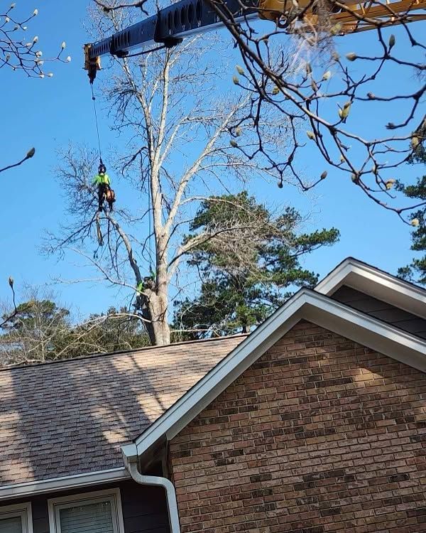 Arborist in a tree beside a brick house, cutting branches under a blue sky.