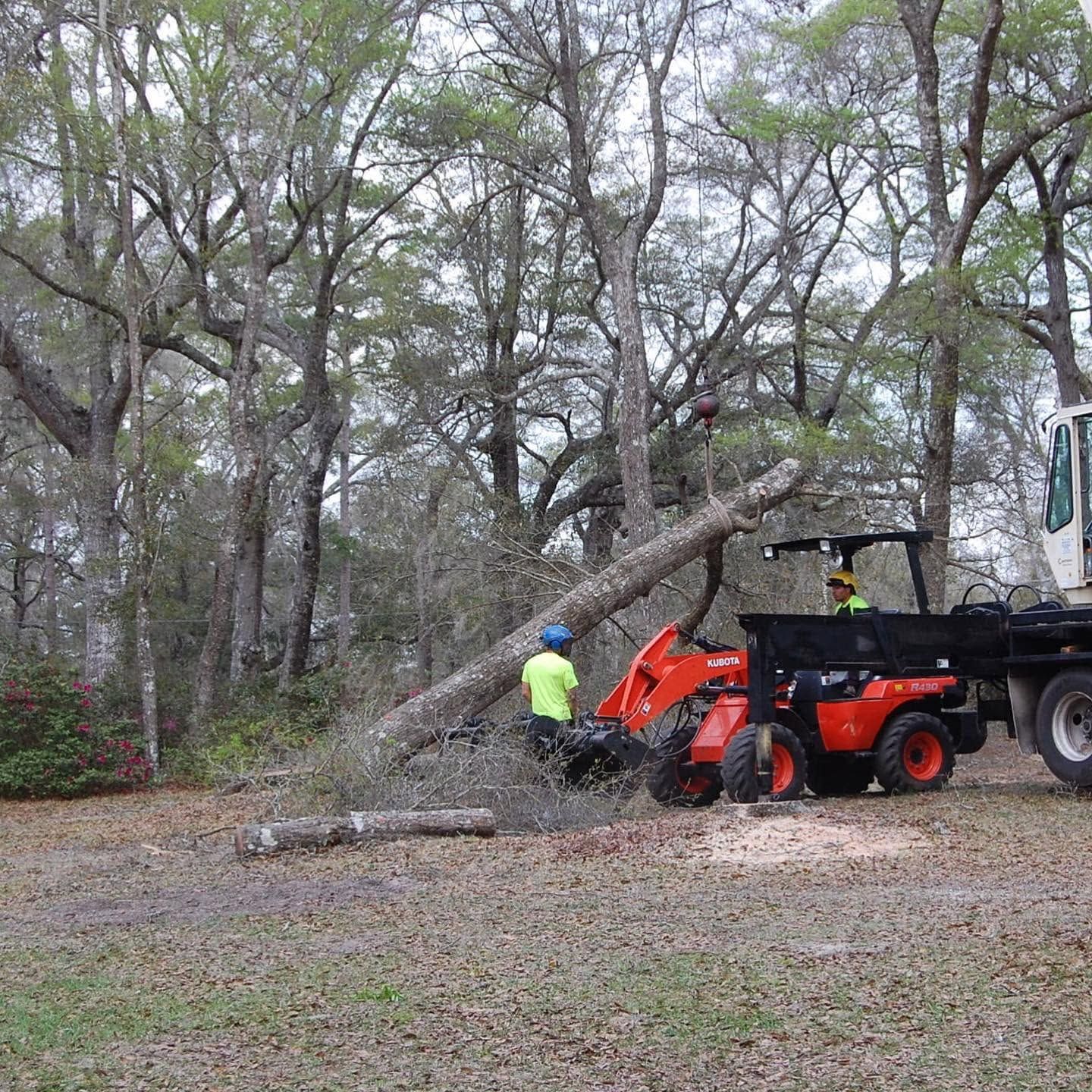 Worker beside orange skid steer clearing a fallen tree in a wooded area