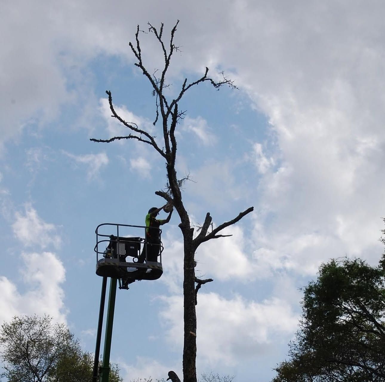 Worker in a lift trims a tall bare tree against a cloudy sky.