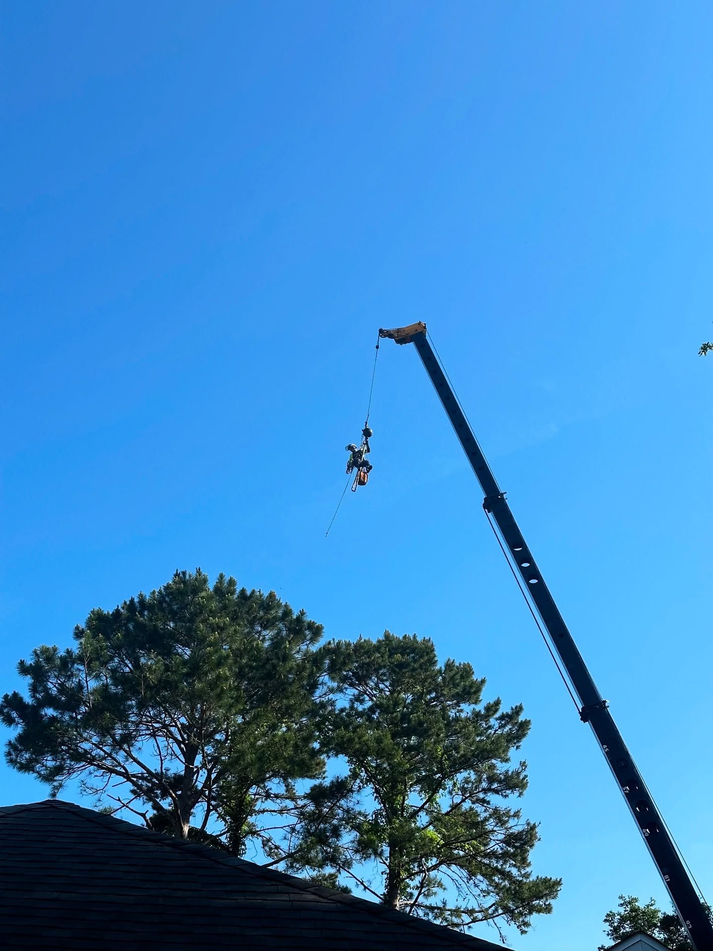 Two people on a crane over trees against a clear blue sky