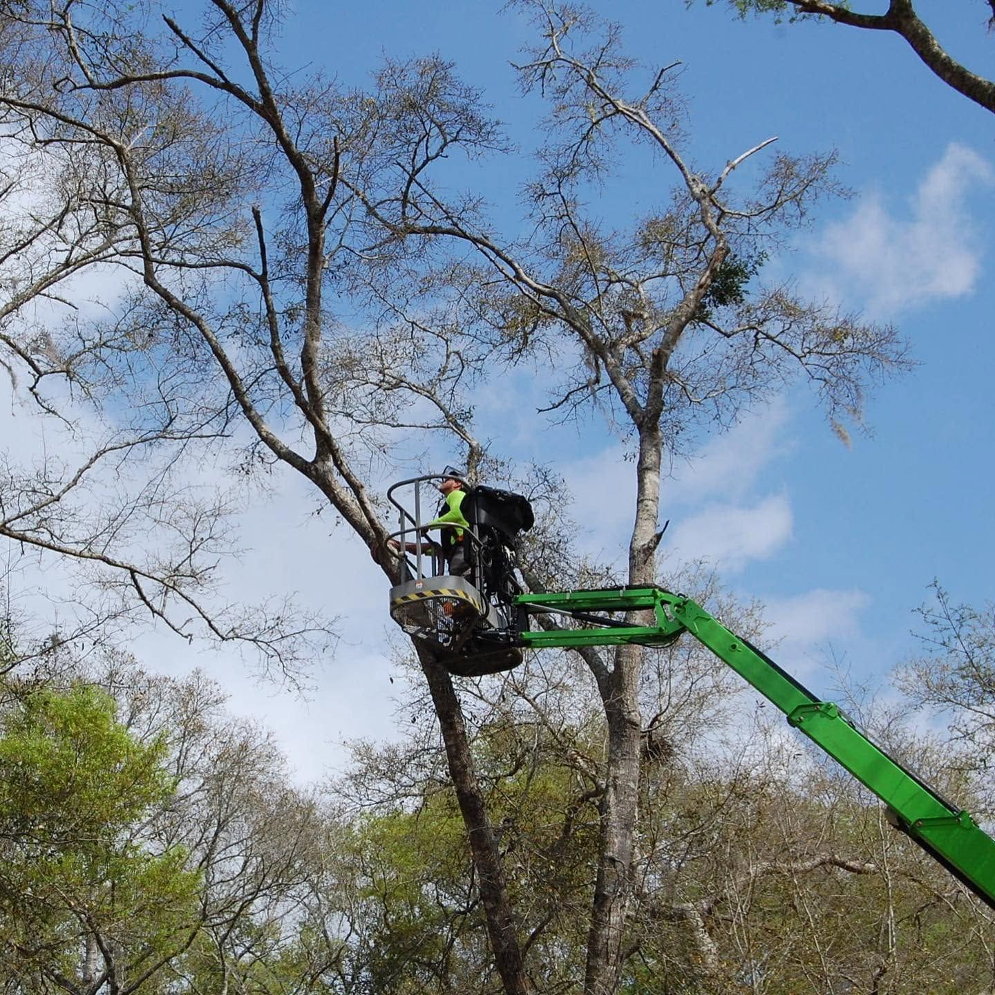 Worker in a green cherry picker trimming tall trees against a blue sky
