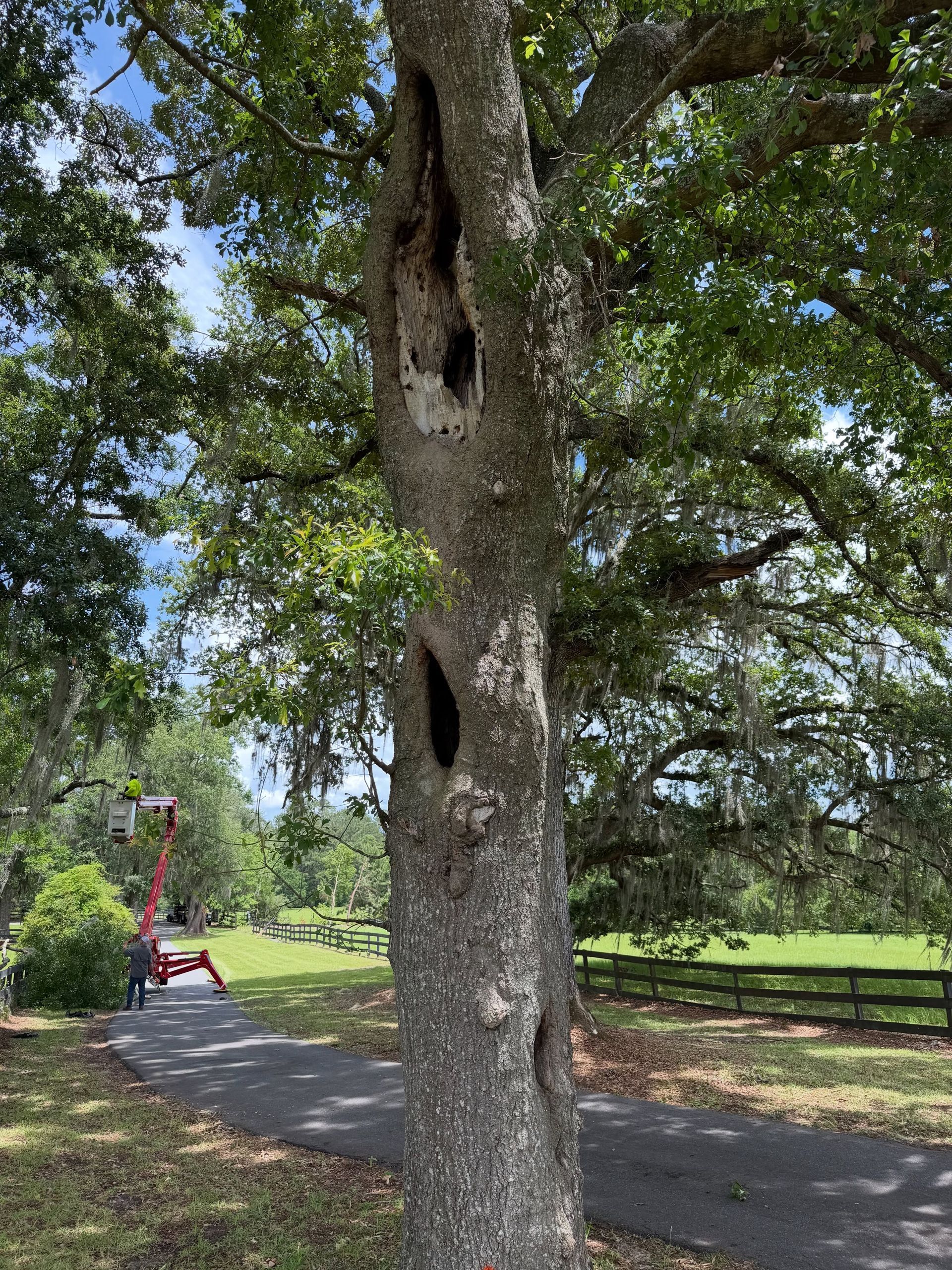Large hollow tree beside a paved path in a sunny park with benches and green grass