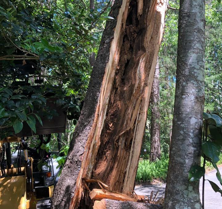 Large split tree trunk in a lush green garden with sunlight and nearby palms