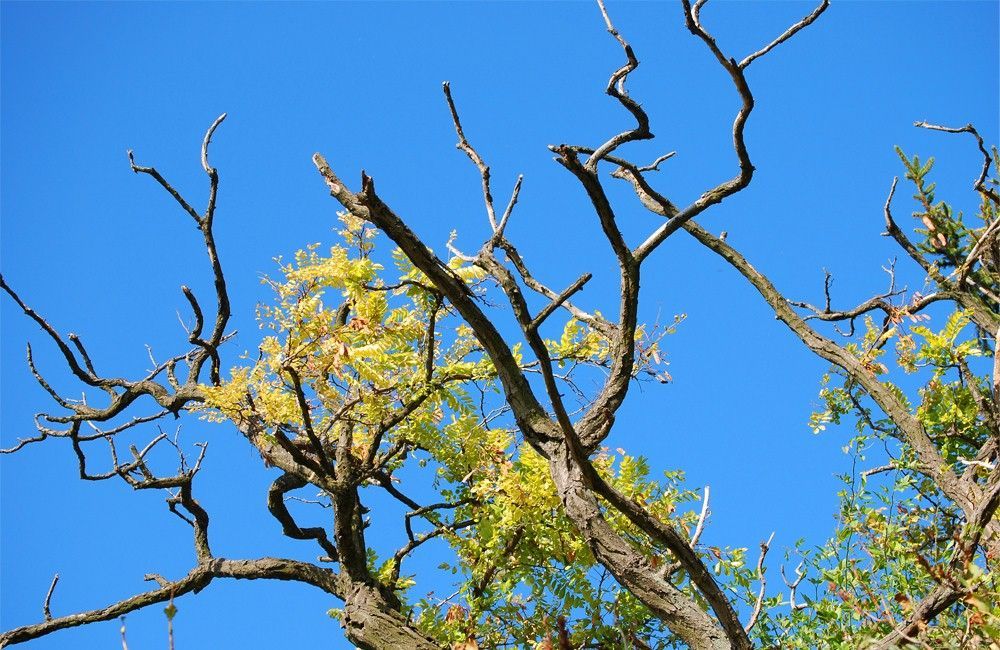Bare tree branches with yellow leaves against a bright blue sky
