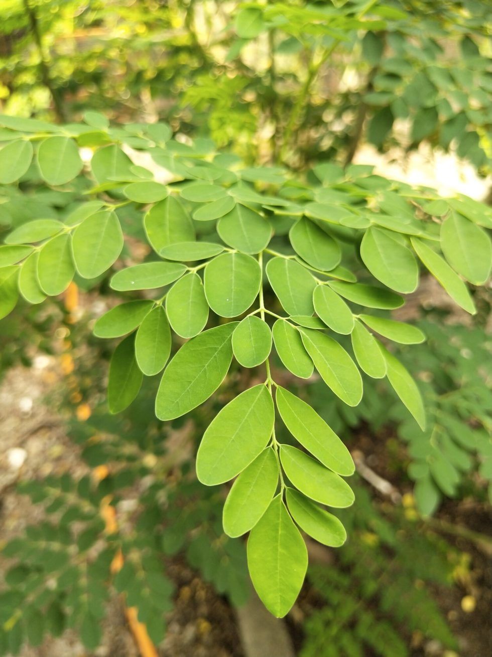 Close-up of bright green compound leaves on a plant, with sunlight filtering through the background.