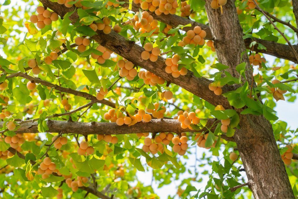 Grape clusters hanging from a tree branch amid green leaves and sunlight
