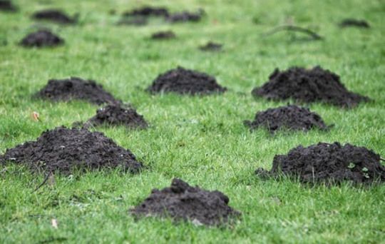 mole hills