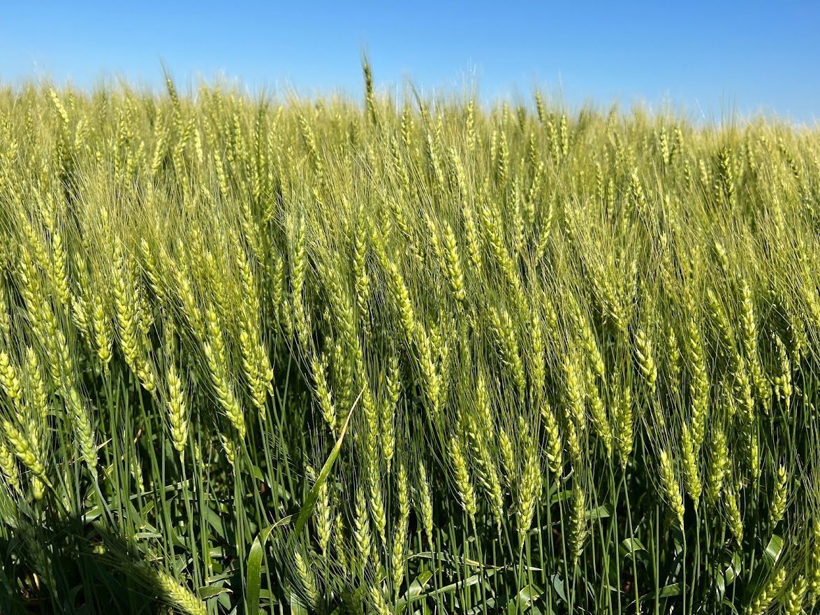 A field of tall green grain swaying under a clear blue sky