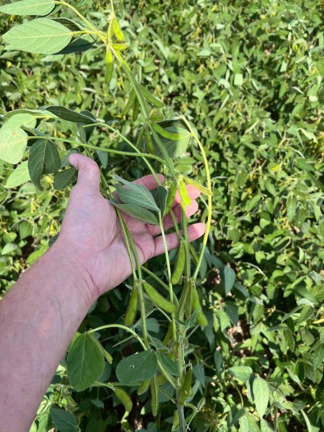 Hand holding a handful of long green beans in dense leafy garden vines