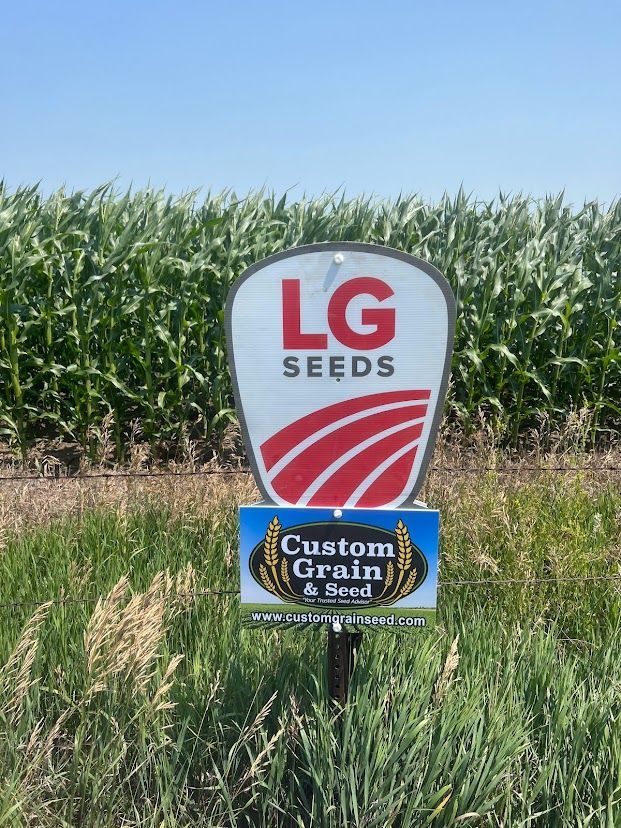 LG Seeds sign in a cornfield with a Custom Grain sign below, under a clear blue sky