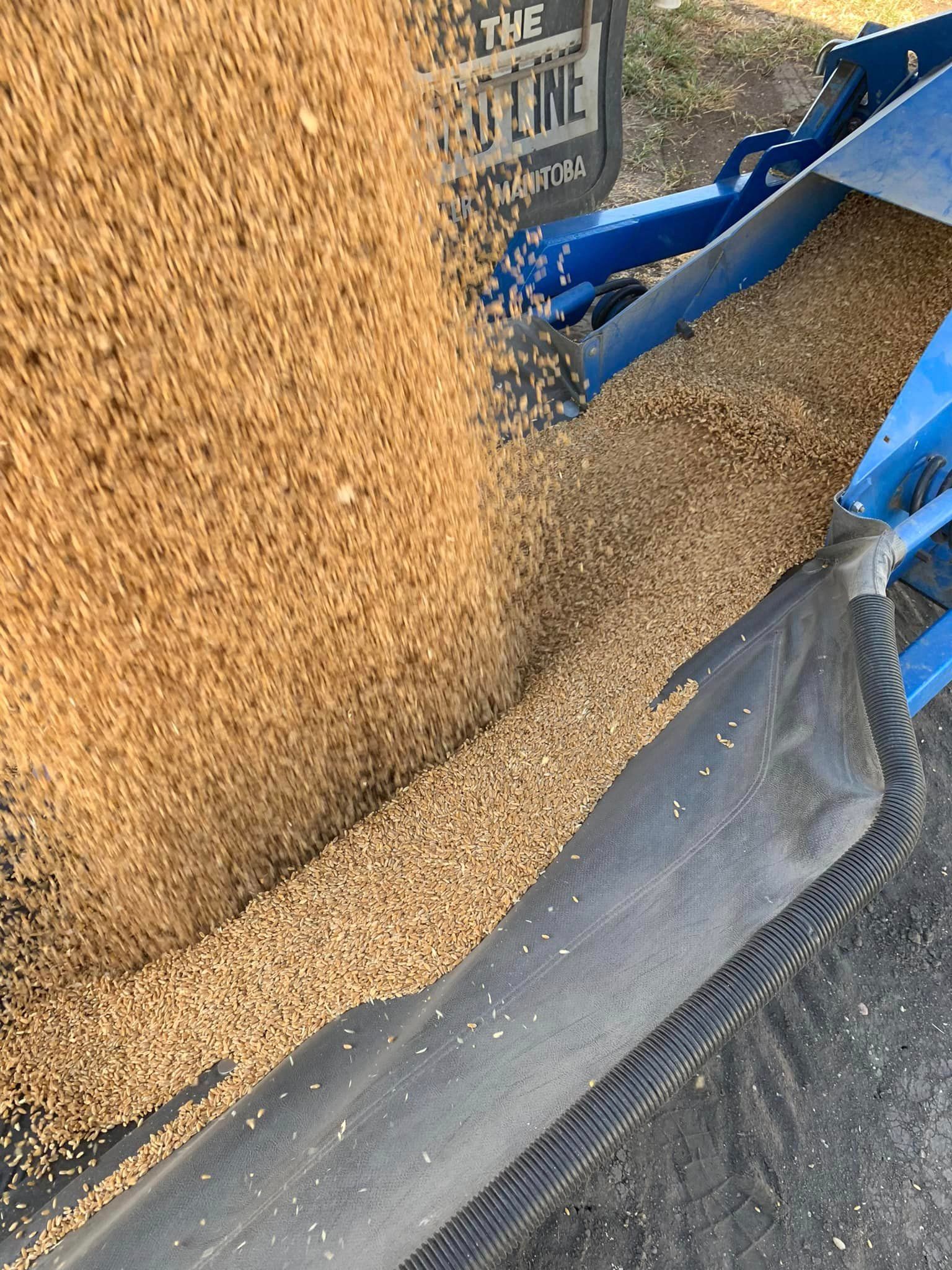 Blue machinery unloading tan grain or feed into a black container or truck bed.