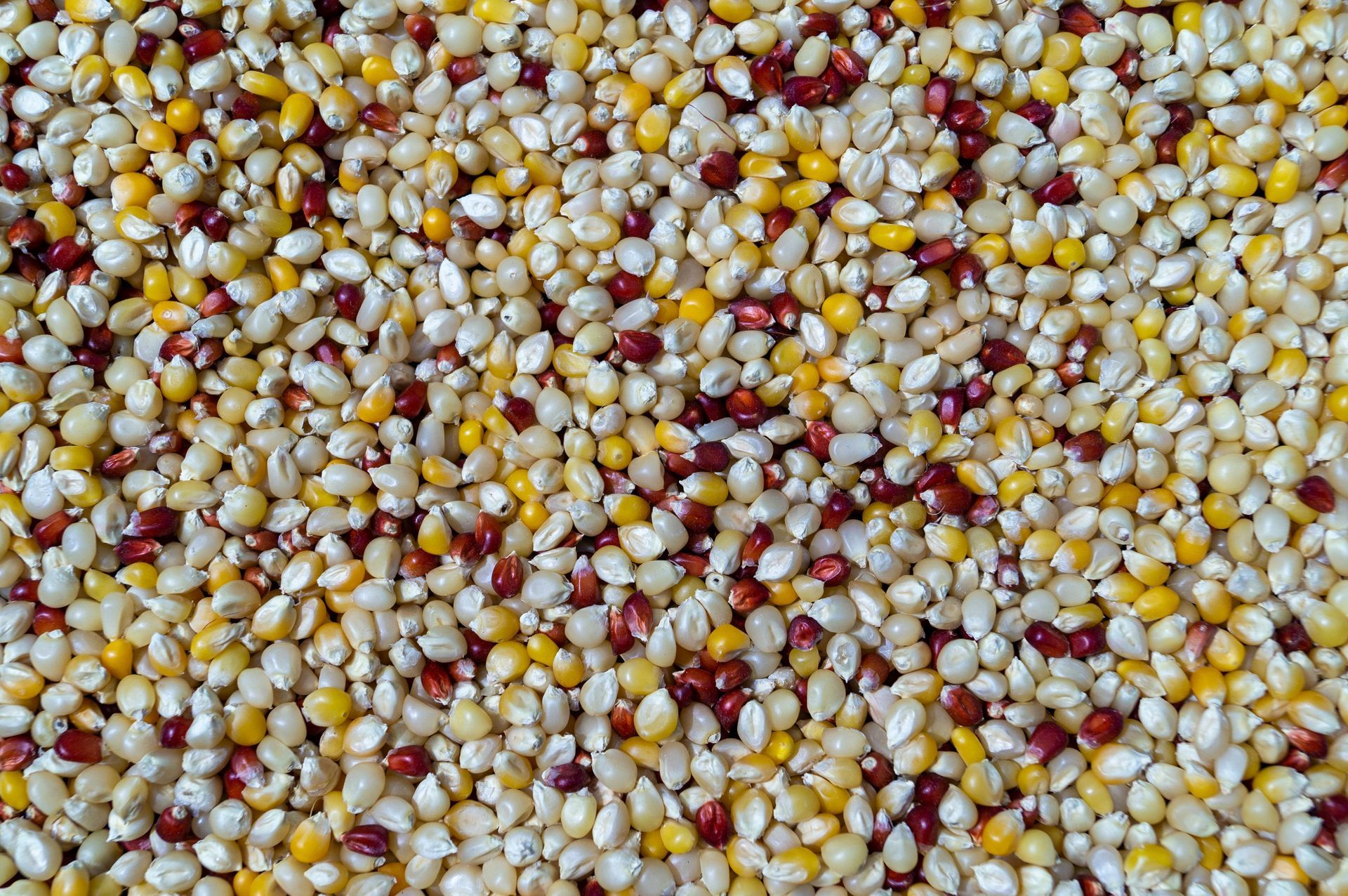 Close-up of a mixed pile of corn kernels in yellow, white, and red colors